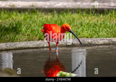 Scharlach Ibis Vogel Eudocimus ruber auf der Suche am Boden Stockfoto