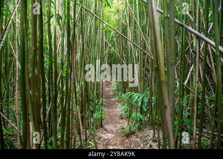 Manoa Falls Trail, eingerahmt von dicken Bambusstielen auf beiden Seiten Stockfoto