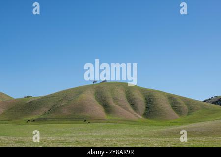 Kühe, die am Fuße des üppigen grünen Hügels im kalifornischen Central Valley weiden Stockfoto