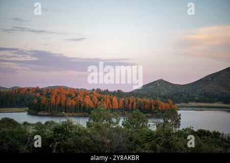 Rostfarbene Kiefern am Ufer des Cuyamaca Lake bei Sonnenuntergang Stockfoto