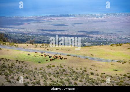 Panoramablick auf Rinder auf grünem Hügel über dem Meer auf Maui Stockfoto