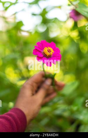 Hand mit einer leuchtend rosa Zinnienblume mit grünem Hintergrund Stockfoto