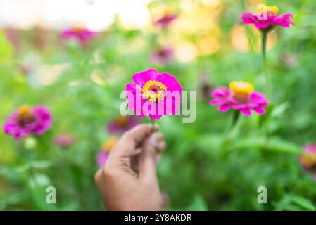 Hand, die eine leuchtende rosa Zinnienblume mit Gartenhintergrund hält. Stockfoto