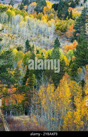 Lebhafter Herbstwald mit bunten Aspen und Kiefern im Hope Valley Stockfoto