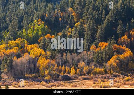 Lebhafter Herbstwald mit bunten Aspen und Kiefern in einem Tal. Stockfoto