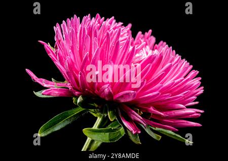 Blühende pinkfarbene Aster Lady Coral auf schwarzem Hintergrund Stockfoto