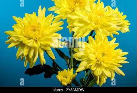 Chrysantheme Amour Yellow auf blauem Hintergrund Stockfoto