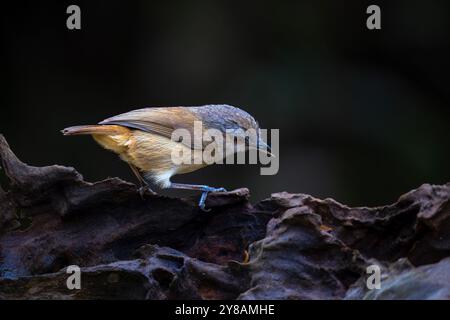 Porträt von Horsfields Babbler (Malacocinca sepiaria) Stockfoto