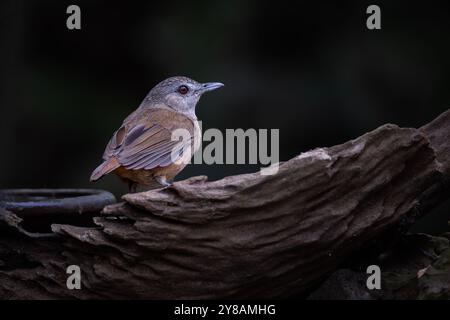 Porträt von Horsfields Babbler (Malacocinca sepiaria) Stockfoto