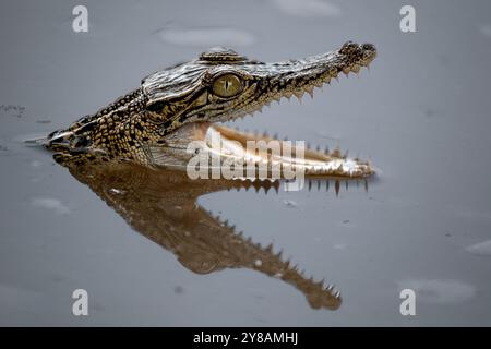 Nahaufnahme von Baby Caiman auf Wasser Stockfoto