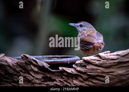 Porträt von Horsfields Babbler (Malacocinca sepiaria) Stockfoto