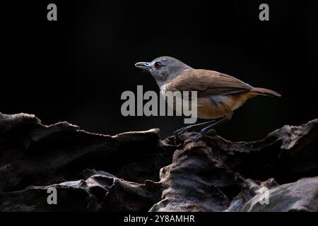 Porträt von Horsfields Babbler (Malacocinca sepiaria) Stockfoto