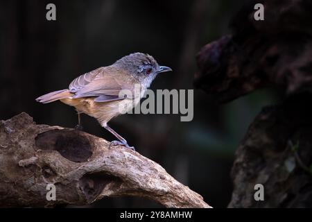 Porträt von Horsfields Babbler (Malacocinca sepiaria) Stockfoto