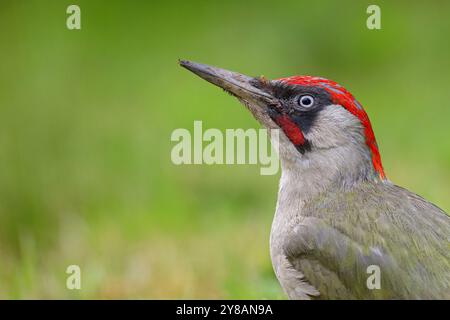 Grünspecht (Picus viridis), Porträt, Deutschland, Rheinland-Pfalz Stockfoto