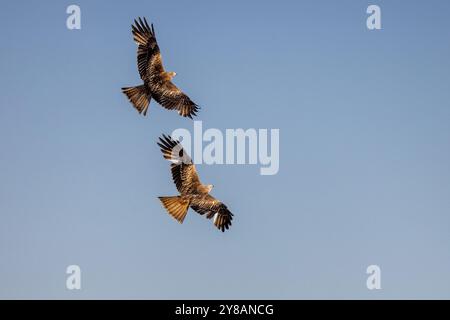 Roter Drachen (Milvus milvus), Paar im Flug vor dem blauen Himmel, Paar Flug, Spanien, Castilla-La Mancha Stockfoto