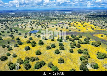 Holm Eiche, Evergreen Eiche, Stechpalme Eiche, Evergreen Eiche (Quercus ilex), Dehesa im Frühjahr, blühende Wiesen mit Steineichen, Blick auf Aerila, Spanien, Extremadura, Stockfoto