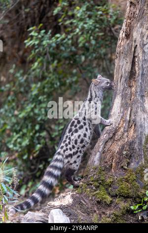 genet (Genetta genetta) steht im Wald neben einem toten Baum auf der Suche nach Nahrung, Spanien, Katalonia, Montseny Natur Park Stockfoto