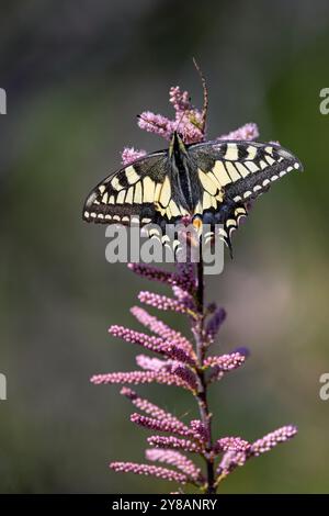 Schwalbenschwanz (Papilio machaon), sitzt auf dem Tamarisken, Spanien, Castellon de la Plana Stockfoto