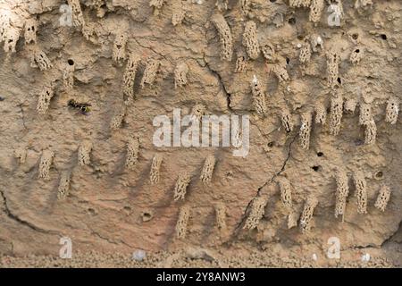 Spiny Mason Wasp (Odynerus spinipes, Oplomerus spinipes), der am Eingang des Schornsteins ein Nest aus Ton an einer Nisthilfe mit Numer baut Stockfoto