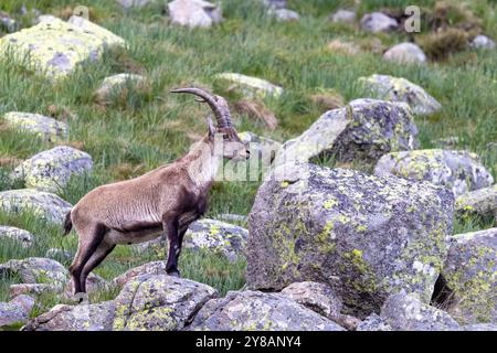 Spanischer Steinbock (Capra pyrenaica, Capra Steinbock pyrenaica), Bock auf einem Felsen am Berg, Spanien, Sierra de Gredos, Avila Stockfoto