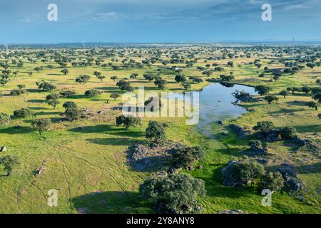 Holm Eiche, Evergreen Eiche, Stechpalme Eiche, Evergreen Eiche (Quercus ilex), Dehesa Weiden mit Steineichen und Gewässern, Blick auf Aerila, Spanien, Extremadura, Al Stockfoto