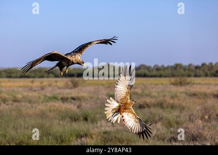 Spanischer Kaiseradler, iberischer Kaiseradler, Adalbertadler (Aquila adalberti), Jungvogel greift Sumpf harrier an, Spanien, Castilla-La Mancha, Vill Stockfoto