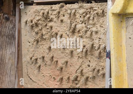 Spiny Mason Wasp (Odynerus spinipes, Oplomerus spinipes), Insektenhotel mit zahlreichen Schornsteinfassungen aus Ton, Deutschland Stockfoto