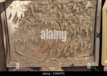 Spiny Mason Wasp (Odynerus spinipes, Oplomerus spinipes), Insektenhotel mit zahlreichen Schornsteinfassungen aus Ton, Deutschland Stockfoto