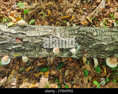 Weißer ungenießbarer Pilz, der auf Baumstamm wächst. Pilze, die an der Seite eines umgestürzten Baumes wachsen. Stockfoto