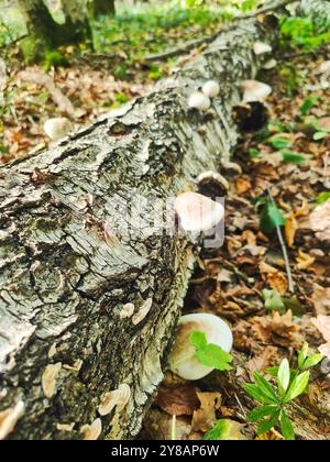 Weißer ungenießbarer Pilz, der auf Baumstamm wächst. Pilze, die an der Seite eines umgestürzten Baumes wachsen. Stockfoto