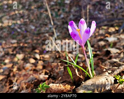 Violette Colchicum Herbstblume. Herbstkrokus oder Wiesensafran im Herbstwald. Stockfoto