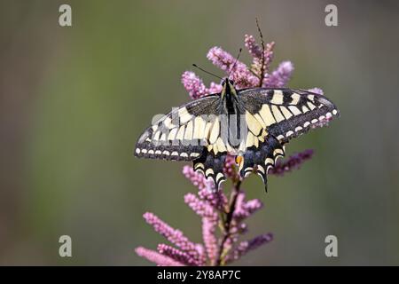 Schwalbenschwanz (Papilio machaon), sitzt auf dem Tamarisken, Spanien, Castellon de la Plana Stockfoto