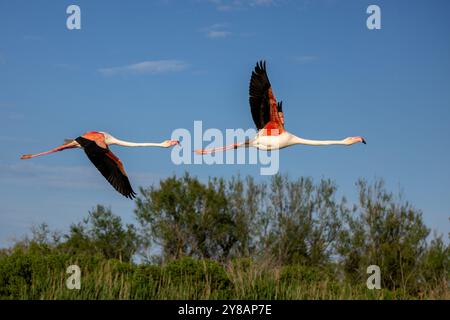 Großer Flamingo (Phoenicopterus roseus, Phoenicopterus ruber roseus), Paar im Flug im Abendlicht, Frankreich, Provence, Camargue Stockfoto