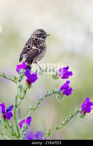 Gewöhnlicher Stonechat (Saxicola rubicola, Saxicola torquata rubicola), Jungtier, der auf Kochbannblättrigen Viperenbugloss sitzt, Echium plantagineum, Spanien, Ext Stockfoto