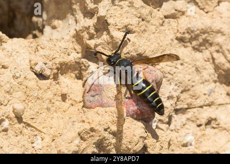 Spiny Mason Wasp (Odynerus spinipes, Oplomerus spinipes), männlich auf dem Boden, Deutschland Stockfoto