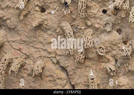 Spiny Mason Wasp (Odynerus spinipes, Oplomerus spinipes), Insektenhotel mit zahlreichen Schornsteinfassungen aus Ton, Deutschland Stockfoto