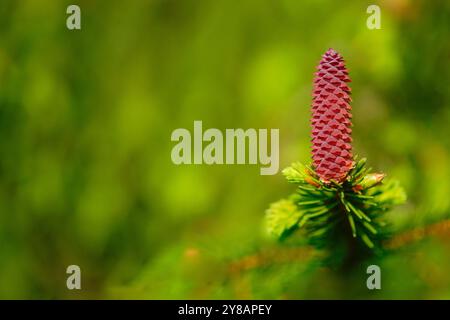 Europäische Silbertanne (Abies alba), Kiefernkegel in Blüte, Deutschland, Bayern, Ammergauer Alpen Stockfoto