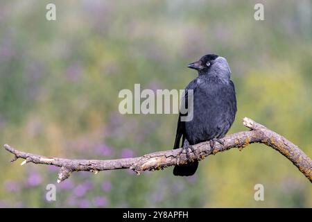 Jackdaw (Corvus monedula, Coloeus monedula), sitzt auf einem toten Zweig, Spanien, Castilla-La Mancha, Villacanas Stockfoto