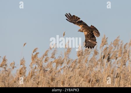 Westliche Marsch Harrier (Circus aeruginosus), weibliche Fliegen über dem Schilf, Spanien, Castilla-La Mancha Stockfoto