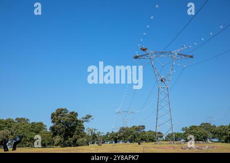 Weißstorch (Ciconia ciconia), Störche, die auf einem Hochspannungspylon in einer Dehesa nisten, Spanien, Extremadura, Alcantara Stockfoto