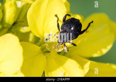 Mononychus punctumalbum, Mononychus punctum-Album, über die Blume einer Kreuzblütler-Pflanze, Deutschland Stockfoto