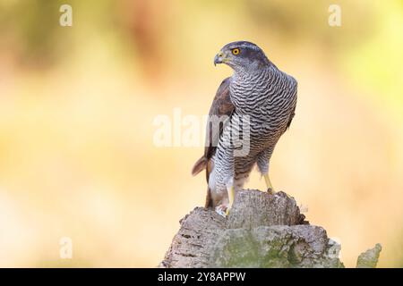 der nördliche Goschawk (Accipiter gentilis) sitzt auf einem Baumstumpf, Spanien, Castilla La Mancha, versteckt de Calera Stockfoto