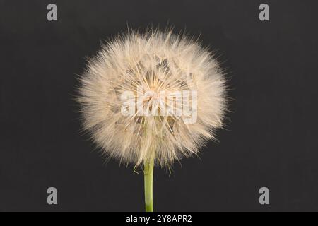 Westliche Schwarzwurzel- oder Austernpflanze, die aussieht wie großer Löwenzahn, der auf dem Feld angebaut wird. Auf schwarzem Hintergrund. Stockfoto