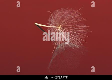 Westliche Schwarzwurzel- oder Austernpflanze, die aussieht wie großer Löwenzahn, der auf dem Feld angebaut wird. Auf schwarzem Hintergrund. Stockfoto