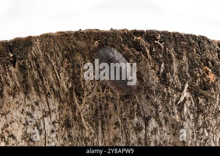 Nahaufnahme einer gewöhnlichen Holzlaus. Detaillierte Nahaufnahme einer grauen gepanzerten rauhhäutigen Holzlouse, Porcellio-Schaber Stockfoto