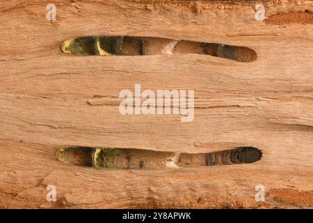 Käferlöcher im Holz am Baumstamm. Tunnel des Rindenkäfers. Stockfoto