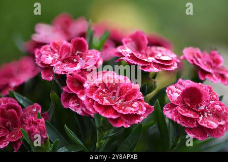 Nahaufnahme der lebendigen schönen blühenden rosa Nelkenblume im Bio-finnischen Garten bei Sommersonne in voller Blüte Nahaufnahme Foto. Natürliche Ba Stockfoto