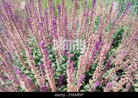 Rosafarbene salvieblüten. Salvia nemorosa „Pink Beauty“ (Pink Balkan Clary) blüht im Sommer. Stockfoto