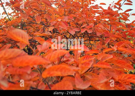 Irga Herbst gegen den Himmel. Im hellen Garten. Rote Blätter und Beeren im Herbst. Stockfoto