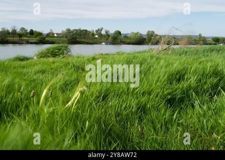 Gras in Bewegung verschwimmt aufgrund des starken Windes am Flussufer, windiger Tag für Fluss Stockfoto